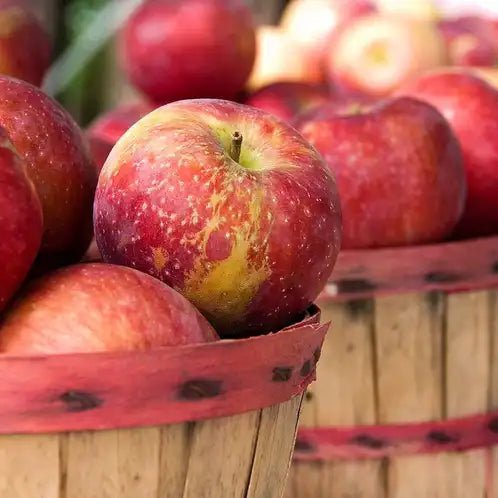 Fragancia Candle Science- Apple Harvest - Cosecha de Manzana - Importado de USA