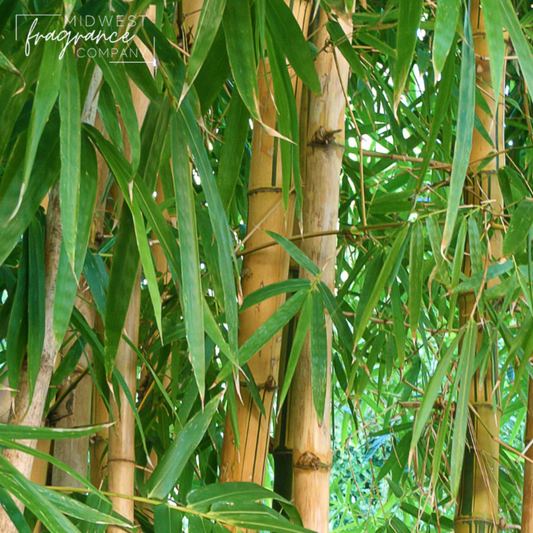 Fragancia Midwest Fragrance Company - Bamboo + Teakwood - Bambú + Madera de Teca - Importado de USA