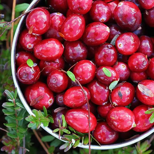 Fragancia Candle Science- Cranberry Woods - Bosque de Arándanos Rojos - Importado de USA