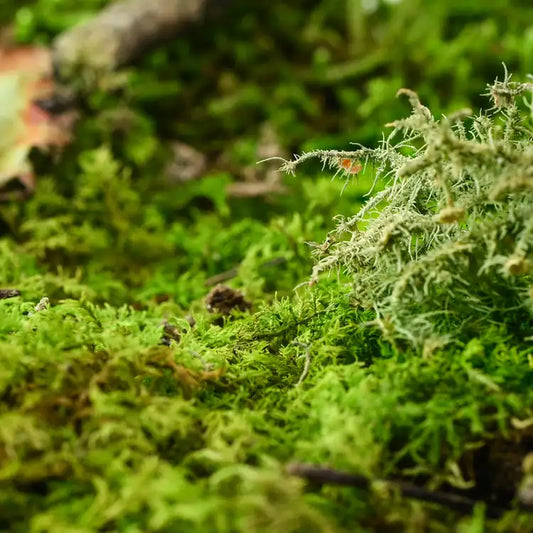 Fragancia Candle Science - Moss Element - Elemento de Musgo - Importado de USA