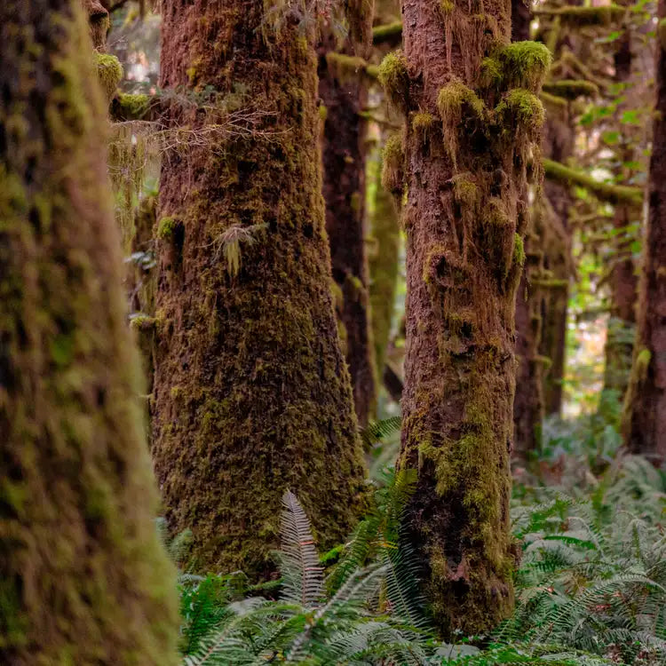 Fragancia Candle Science- Redwoods and Moss - Secuoyas y Musgo - Importado de USA