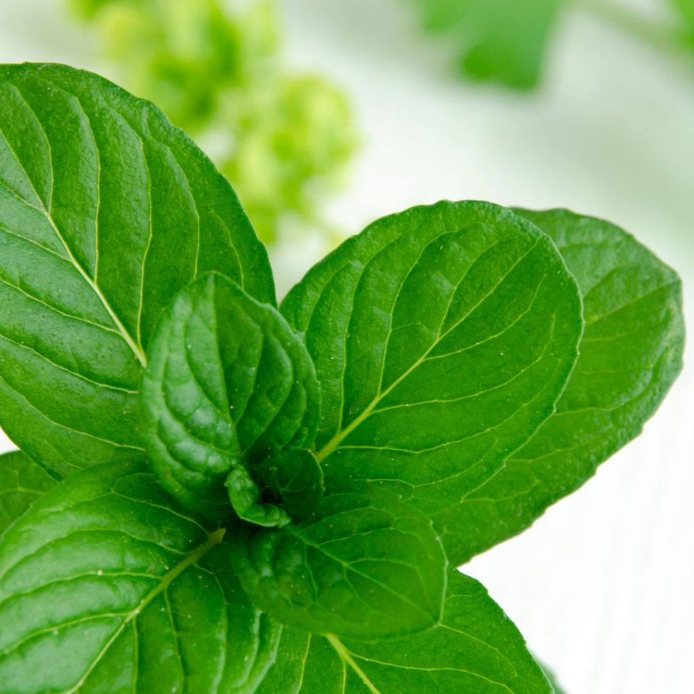 Fragancia Bramble Berry - Spearmint Eucalyptus - Menta & Eucalipto - Importado de USA
