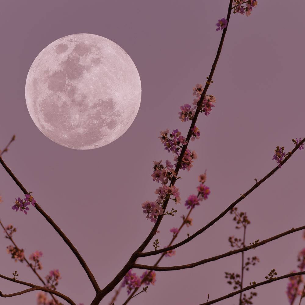 Fragancia Bramble Berry - Violet Moondance - Violeta bajo la luna - Importado de USA