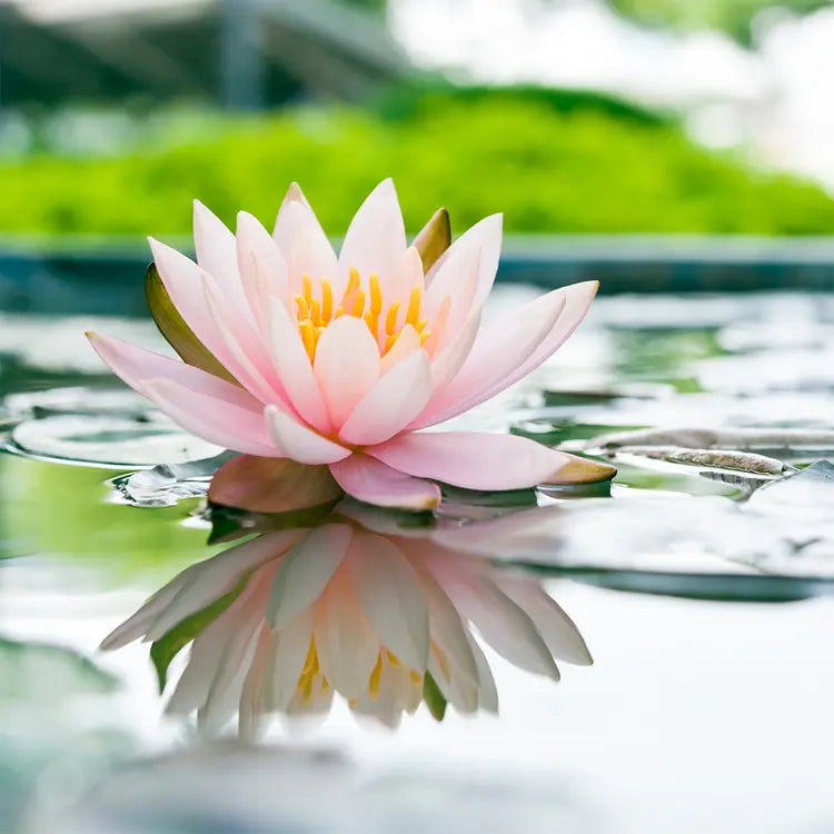 Fragancia Candle Science - Water Lily - Lirio de Agua - Importado de USA