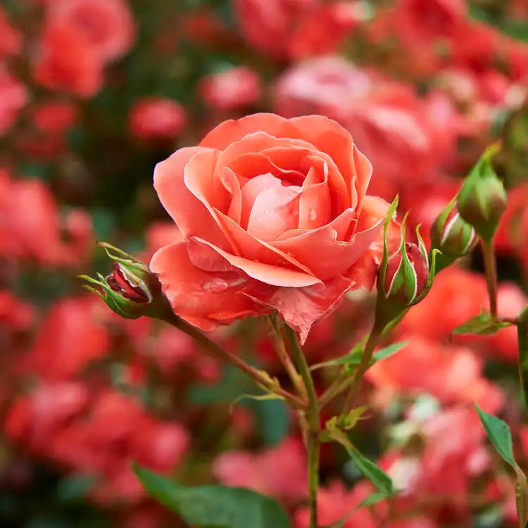 Fragancia Candle Science - Bohemian Rose - Rosa Bohemia - Importado de USA - Candle Craft
