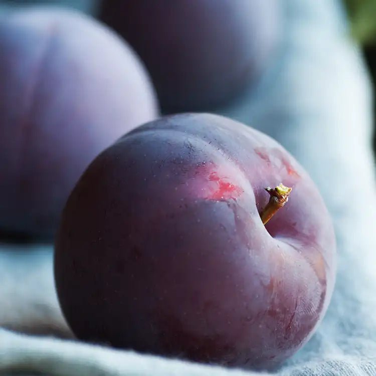 Fragancia Candle Science - Cashmere Plum - Ciruela de Cachemira - Importado de USA - Candle Craft