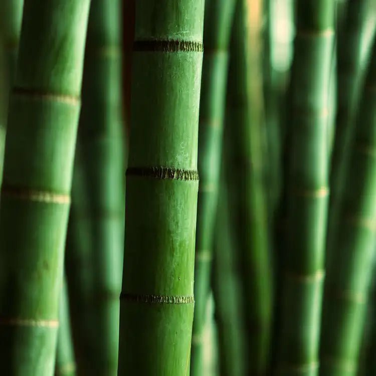 Fragancia Candle Science - Himalayan Bamboo - Bambú del Himalaya - Importado de USA - Candle Craft