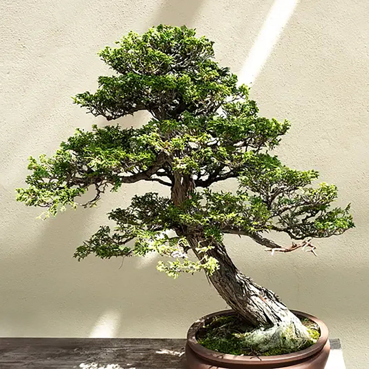 Fragancia Candle Science - Hinoki Cypress - Ciprés Hinoki - Importado de USA - Candle Craft