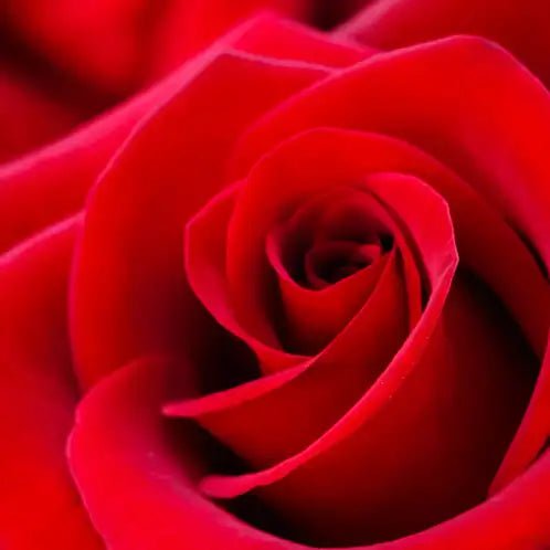 Fragancia Candle Science - Rose Petals – Petalos de Rosa - Importado de USA - Candle Craft