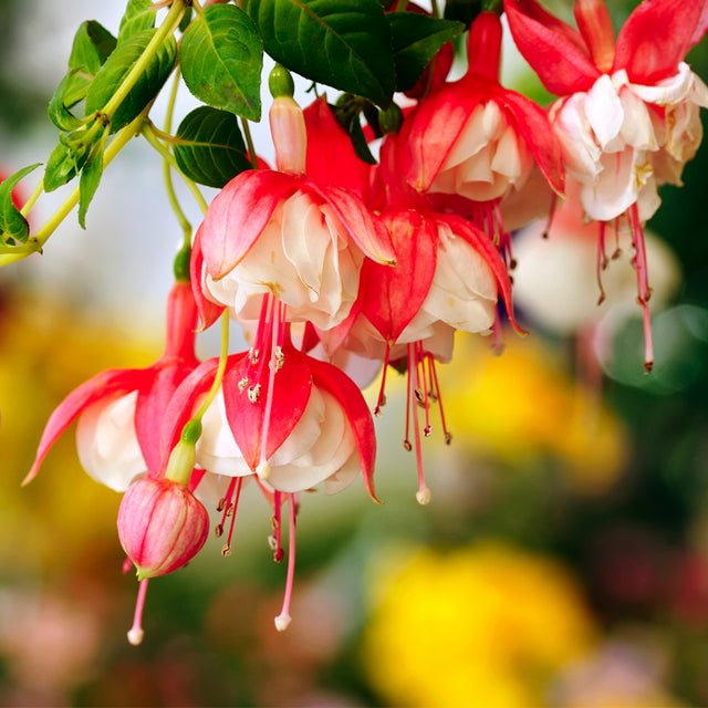 Fragancia Nature's Garden - Honeysuckle - Madreselva - Importado de USA - Candle Craft