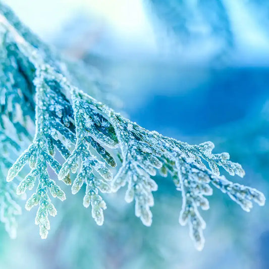 Fragancia Candle Science- Frosted Juniper - Enebro Escarchado - Importado de USA