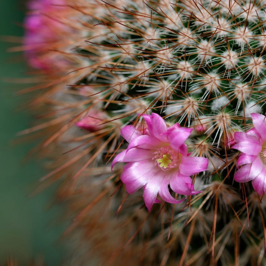 Fragancia Candle Craft - Baja Cactus Blossom - Inspirada en Bath & Body Works (BBW)® / White Barn ®