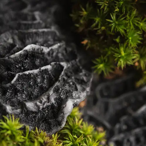 Fragancia Candle Science - Black Coral and Moss - Coral Negro y Musgo - Importado de USA