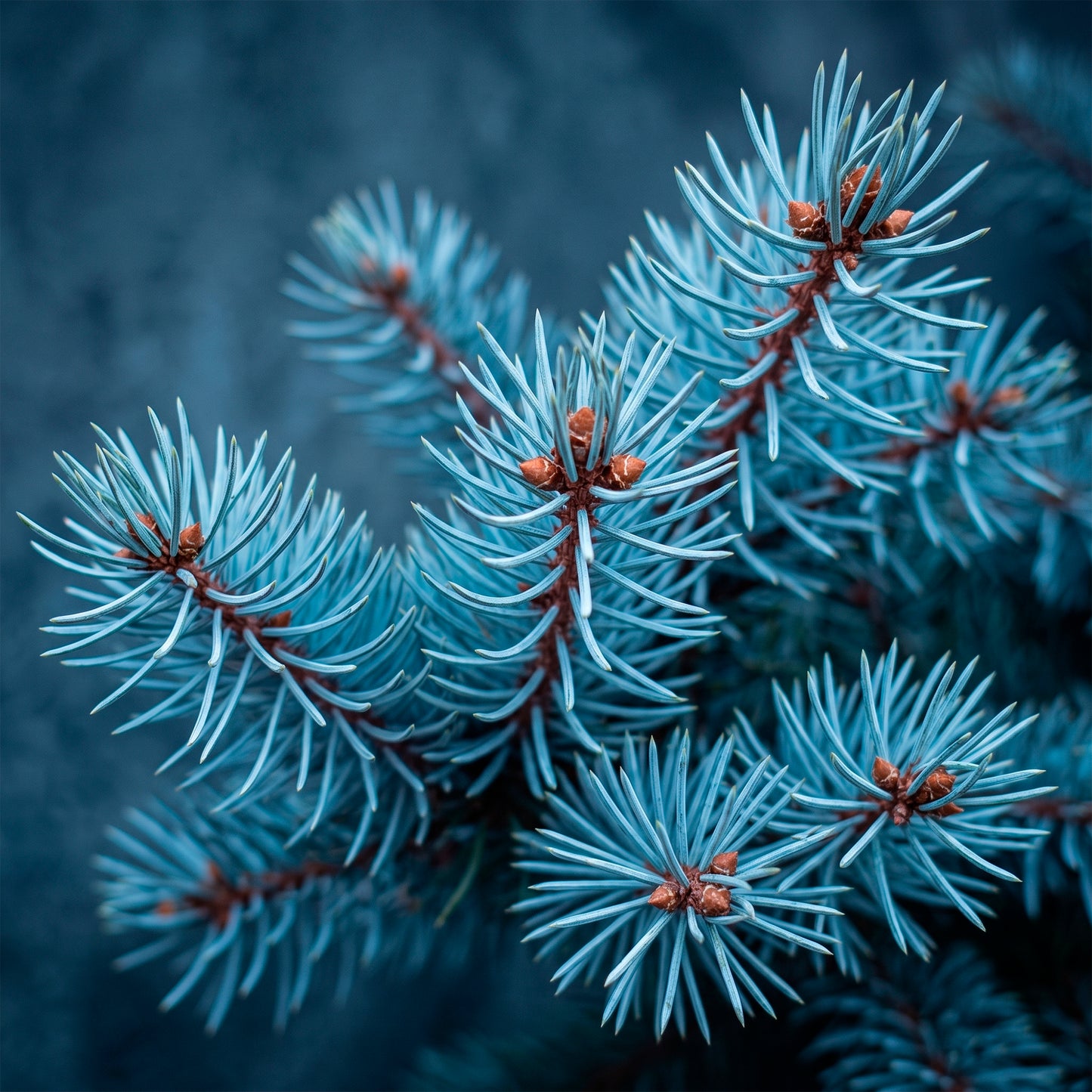 Fragancia Candle Craft - T - Blue Spruce - Abeto Azul - Inspirada en Candle Science®