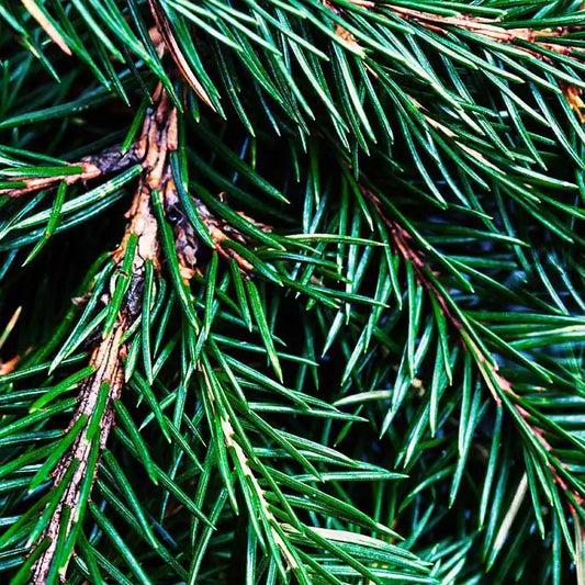 Fragancia Candle Science - Fraser Fir – Abeto Fraser - Importado de USA