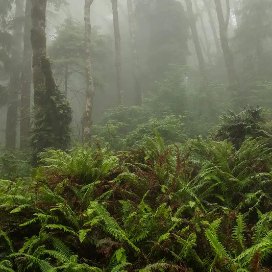Fragancia Candle Science- Fog and Fern - Niebla y Helecho - Importado de USA