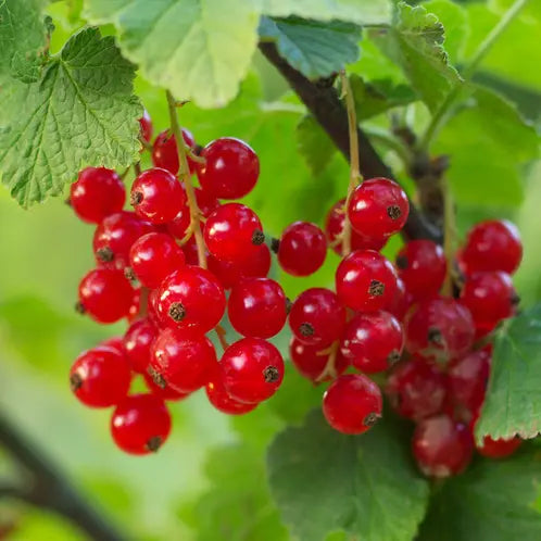 Fragancia Candle Science - Foraged Red Currant – Grosella Roja Silvestre - Importado de USA