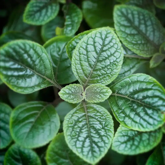 Fragancia Candle Science- Garden Mint - Menta de Jardín - Importado de USA