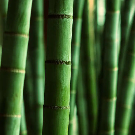 Fragancia Candle Science- Himalayan Bamboo - Bambú del Himalaya - Importado de USA