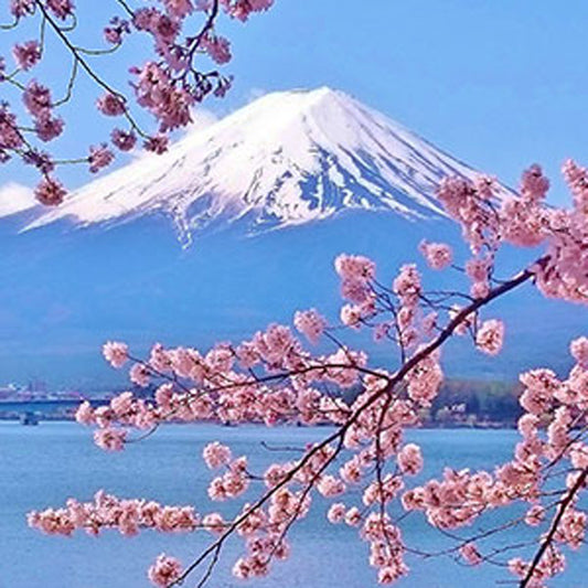 Fragancia Candle Craft- Japanese Cherry Blossom - Flor de Cerezo Japonés - Inspirada en Bath & Body Works (BBW)® / White Barn ®
