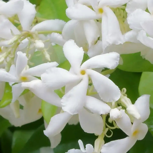 Fragancia Candle Science - Jasmine Element – Elemento de Jazmín - Importado de USA
