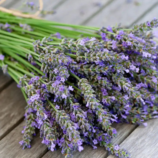 Fragancia Candle Science- Lavender 15oz - Lavanda 15 onzas - Importado de USA