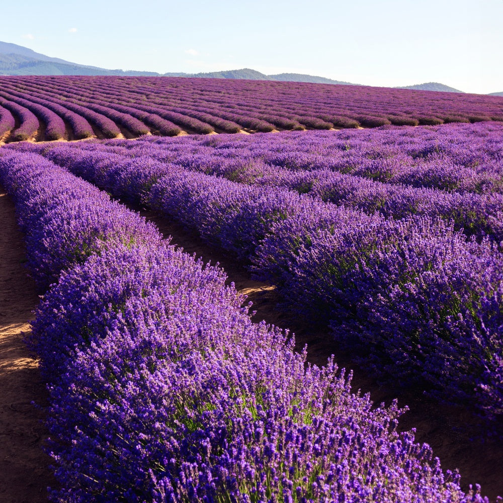 Fragancia Bramble Berry - Lavender 40/42 Essential Oil - Aceite esencial de Lavanda 40/42 - Importado de USA