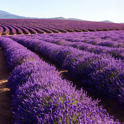 Fragancia Bramble Berry - Lavender 40/42 Essential Oil - Aceite esencial de Lavanda 40/42 - Importado de USA