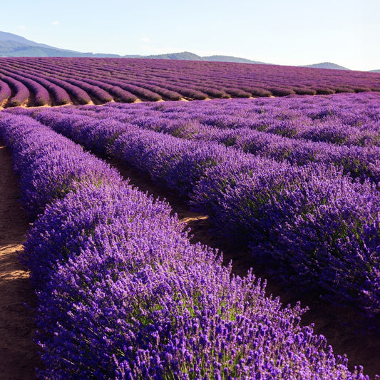 Fragancia Bramble Berry - Lavender 40/42 Essential Oil - Aceite esencial de Lavanda 40/42 - Importado de USA