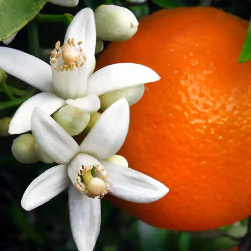 Fragancia Candle Science- Orange Blossom - Flor de Azahar - Importado de USA