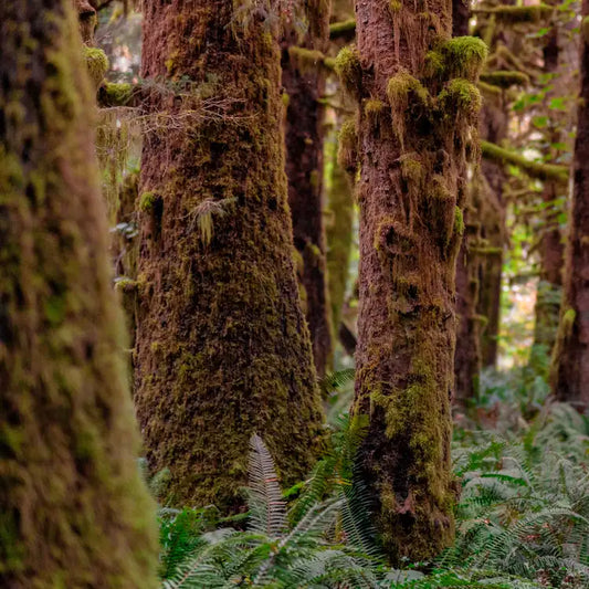 Fragancia Candle Science- Redwoods and Moss - Secuoyas y Musgo - Importado de USA