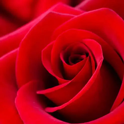 Fragancia Candle Science - Rose Petals – Petalos de Rosa - Importado de USA