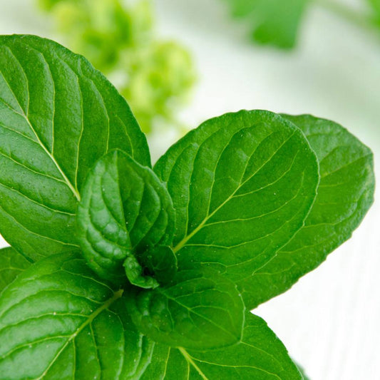Fragancia Bramble Berry - Spearmint Eucalyptus - Menta & Eucalipto - Importado de USA