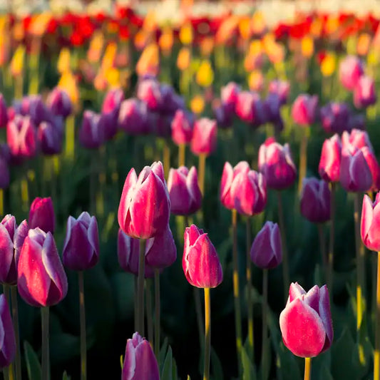 Fragancia Candle Science- Tulip Fields - Campos de Tulipanes - Importado de USA
