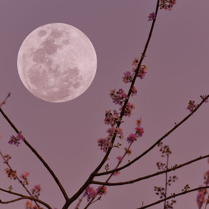 Fragancia Bramble Berry - Violet Moondance - Violeta bajo la luna - Importado de USA
