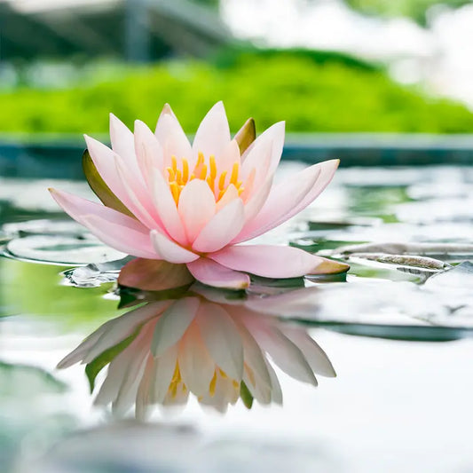 Fragancia Candle Science - Water Lily - Lirio de Agua - Importado de USA