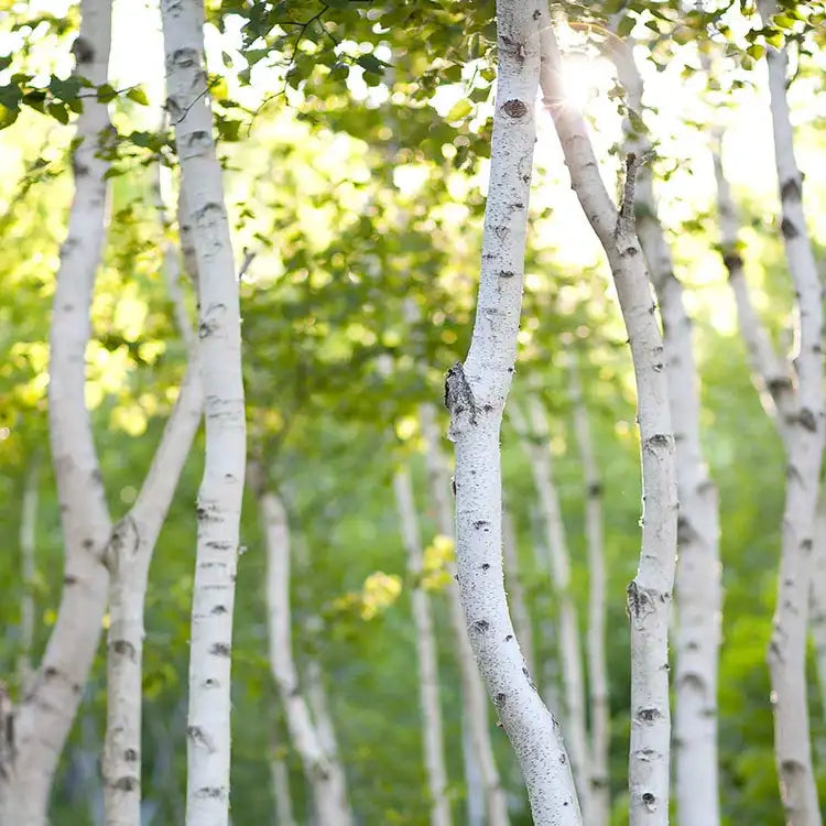 Fragancia Candle Science- White Birch - Abedul Blanco - Importado de USA