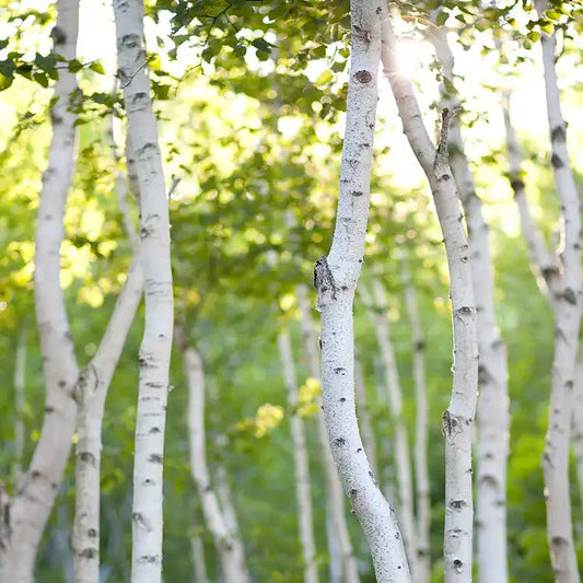 Fragancia Candle Science- White Birch - Abedul Blanco - Importado de USA