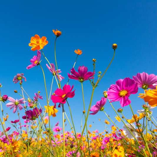 Fragancia Bramble Berry - Wildflower Breeze - Brisa de Flores Silvestres - Importado de USA