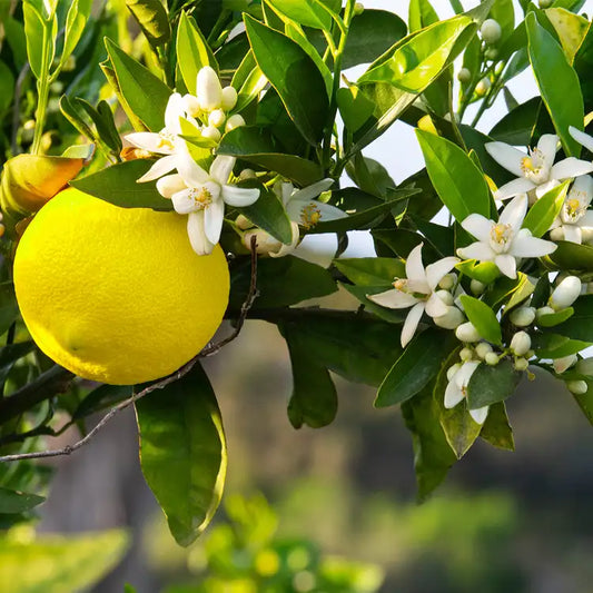 Fragancia Candle Science- Yuzu Blossom - Flor de Yuzu - Importado de USA