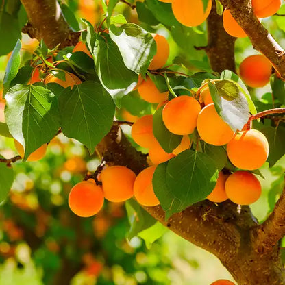Fragancia Candle Science- Apricot Grove - Huerto de Damasco - Importado de USA