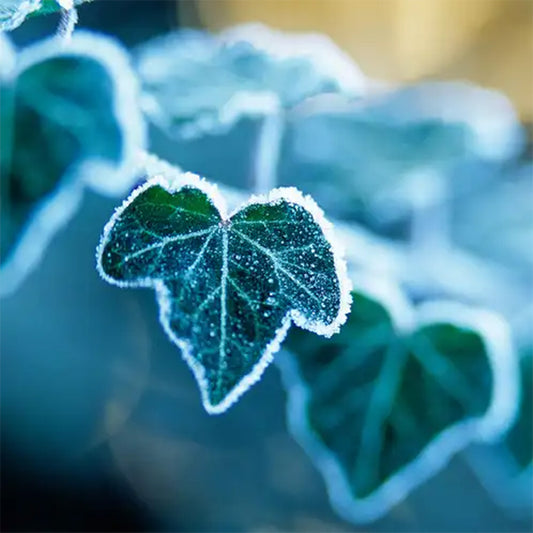 Fragancia Candle Science – Arctic Ivy – Hiedra Ártica - Importado de USA