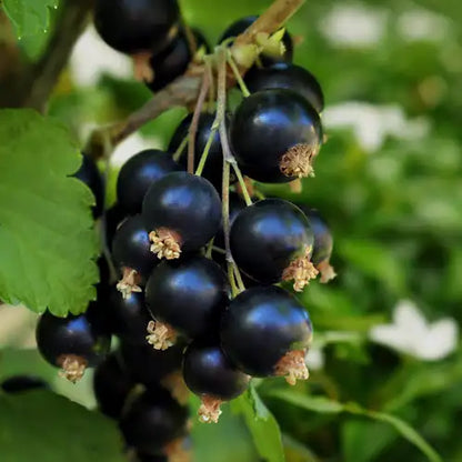 Fragancia Candle Science- Black Currant and Jasmine - Grosella Negra y Jazmín - Importado de USA