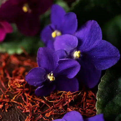 Fragancia Candle Science- Black Violet and Saffron - Violeta Negra y Azafrán - Importado de USA