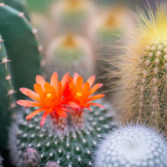 Fragancia Candle Science- Cactus Flower and jade - Flor de Cactus y Jade - Importado de USA