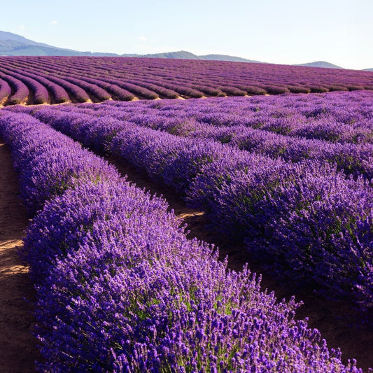 Fragancia Bramble Berry - Lavender 40/42 Essential Oil - Aceite esencial de Lavanda 40/42 - Importado de USA - Candle Craft
