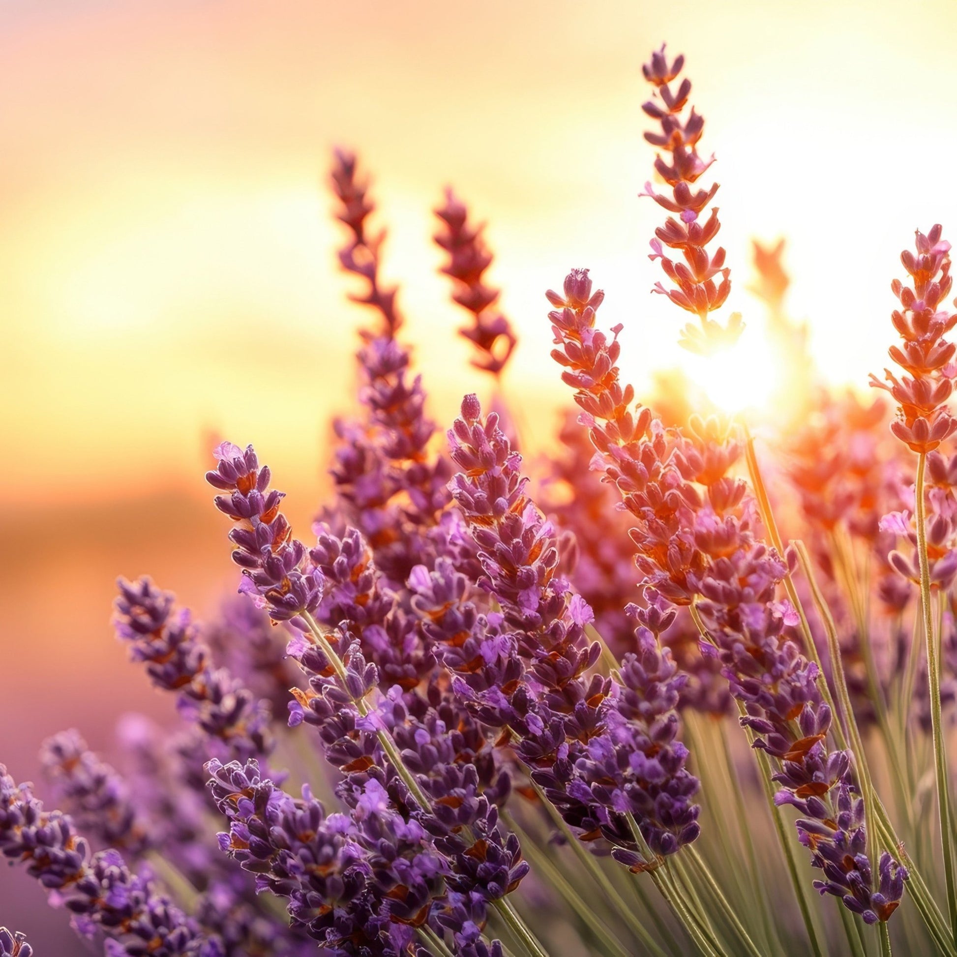 Fragancia Bramble Berry - Lavender Bloom - Floración de lavanda - Importado de USA - Candle Craft
