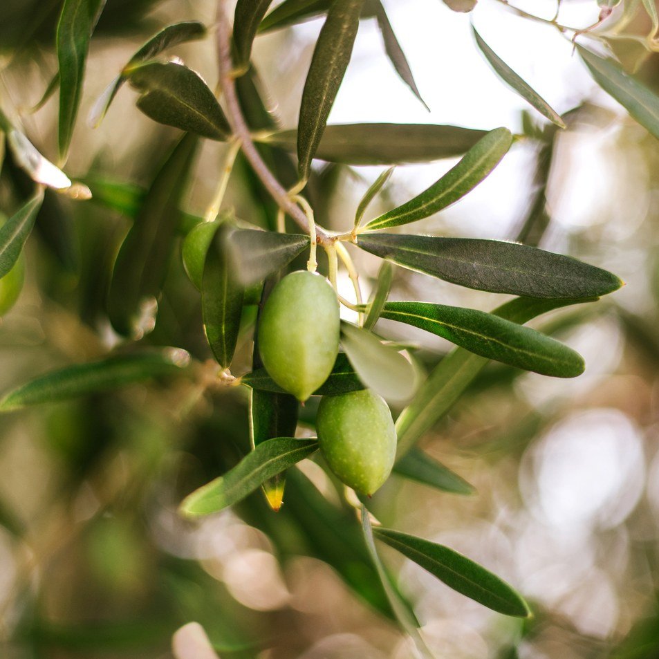 Fragancia Bramble Berry - Olive Wood and Cypress - Madera de olivo y ciprés - Importado de USA - Candle Craft