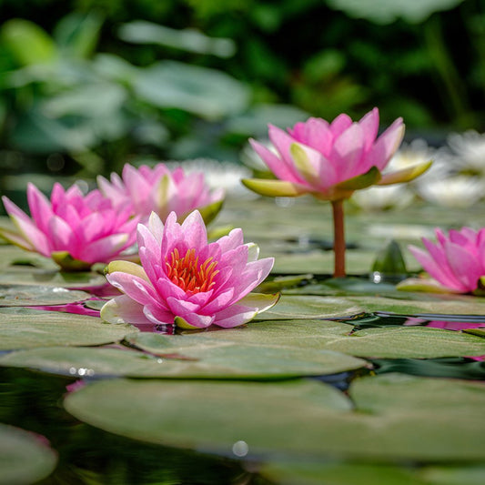 Fragancia Bramble Berry - Sea Lily and Lime - EOL - Lirio de mar y lima - Importado de USA - Candle Craft