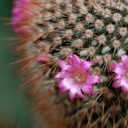 Fragancia Candle Craft - EOL - Baja Cactus Blossom - Inspirada en Bath & Body Works (BBW)® / White Barn ® - EOL - Candle Craft